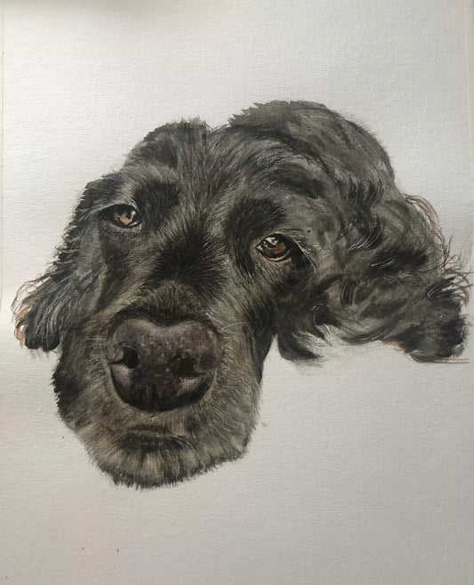 Daisy Doo - Cocker Spaniel