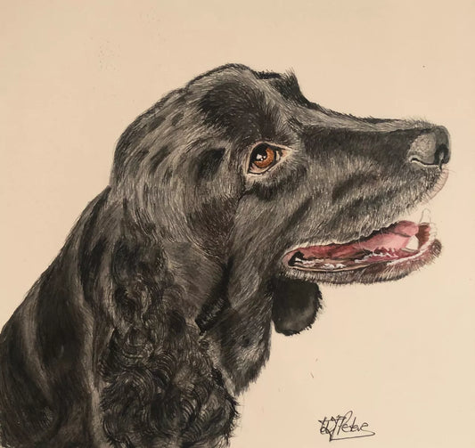 Jet - Cocker Spaniel