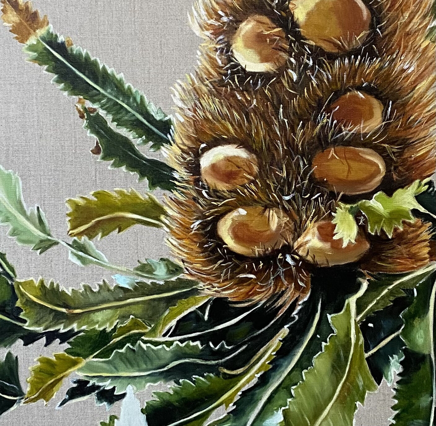 banksia_serrata_closeup_wendy_peters